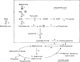 Two Dimensional Chromatography An