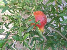 Best Fruit Trees For Hot Dry Desert Gardens