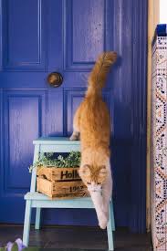 Cat Door Images Free On Freepik