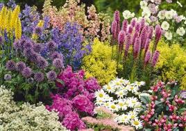 Flowering Plants And Bulbs Suttons