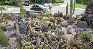 Sacramento Area Cactus Garden