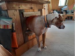 Diy Indoor Doghouse Resource Central
