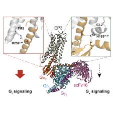 human ep3 gi signaling complex