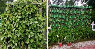 Vertical Garden With Bamboo