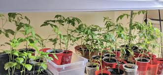Grow Seedlings To For Profit