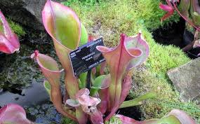 Heliamphora Nutans Benth Plants Of