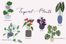 Tropical Indoor Plants Graphic By