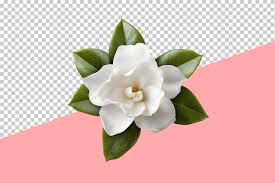 Premium Psd Gardenia Blossom