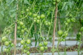 Glass Greenhouse Red Green Yellow Tomatoes