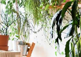 Buy Indoor House Plants Terrariums Uk