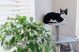 Plants Poisonous To Cats The Guide