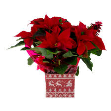 Save On Giant Holiday Poinsettia Red 6