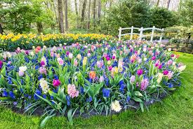 Bulbs 101 When How To Plant Bulbs