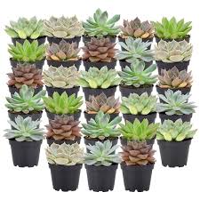 Mini Succulents In Black Grower Pot