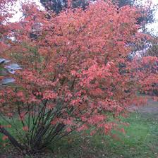 Amelanchier Trees For Trees Direct
