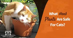 What Herb Plants Are Safe For Cats