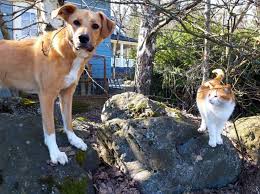 Top Pet Industry Trends In 2024 Best