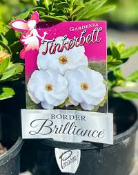 Gardenia Tinkerbell Echuca Moama