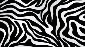 Zebra Lines Images Browse 306 Stock