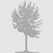 Askur Silver Birch Tree Icon English