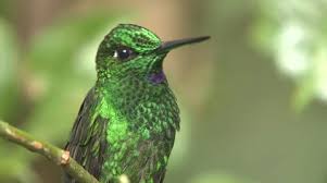 Hummingbirds Stock Footage