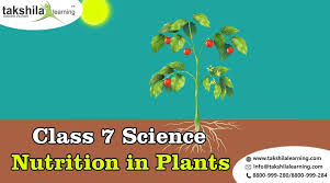 Grade 7 A Science Nutrition In Plants