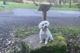 Scots Dog Ed By Fireworks Dies