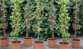 Patio Pillar Fruit Trees Groupon