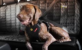 Best Dog Harnesses And Dog Seat Belts