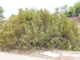 Creosote Bush Elgin Nursery Tree
