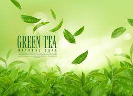 Vector Herbal Green Tea Plantation