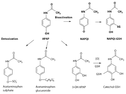 Acetaminophen Bioactivation