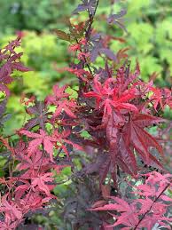 Japanese Red Maple 3 4 Feet Live Plant