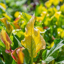 Top 10 Best Pond Supplies In Austin Tx