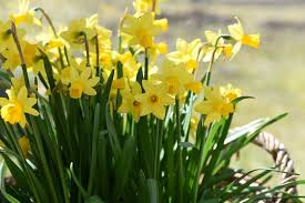 Perennial Flower Garden Design The