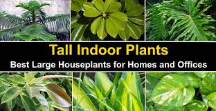 25 Tall Indoor Plants Best Large