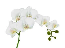 White Orchid Flower Vector Art Icons