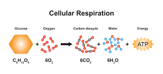 Cellular Respiration Images Browse 3