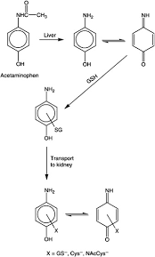 Phenacetin An Overview