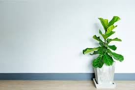 Large Leaf House Plants How To