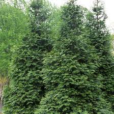 Green Giant Arborvitae Trees For