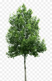 Small Tree Png Images Pngwing