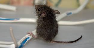 Mice Come Into Lynchburg Homes