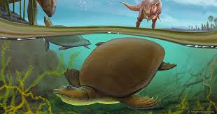 Softs Turtle Lived Alongside T Rex