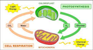 Cellular Respiration Diagram Quizlet