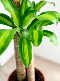 40 Toxic Houseplants For Cats And Dogs