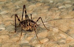 Why Are There Cave Crickets In My
