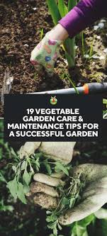 19 Vegetable Garden Care Maintenance