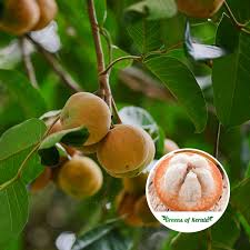 Buy Sweet Santol Graft Fruit Plant