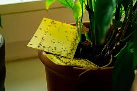 Houseplant Experts And Rhs Chief